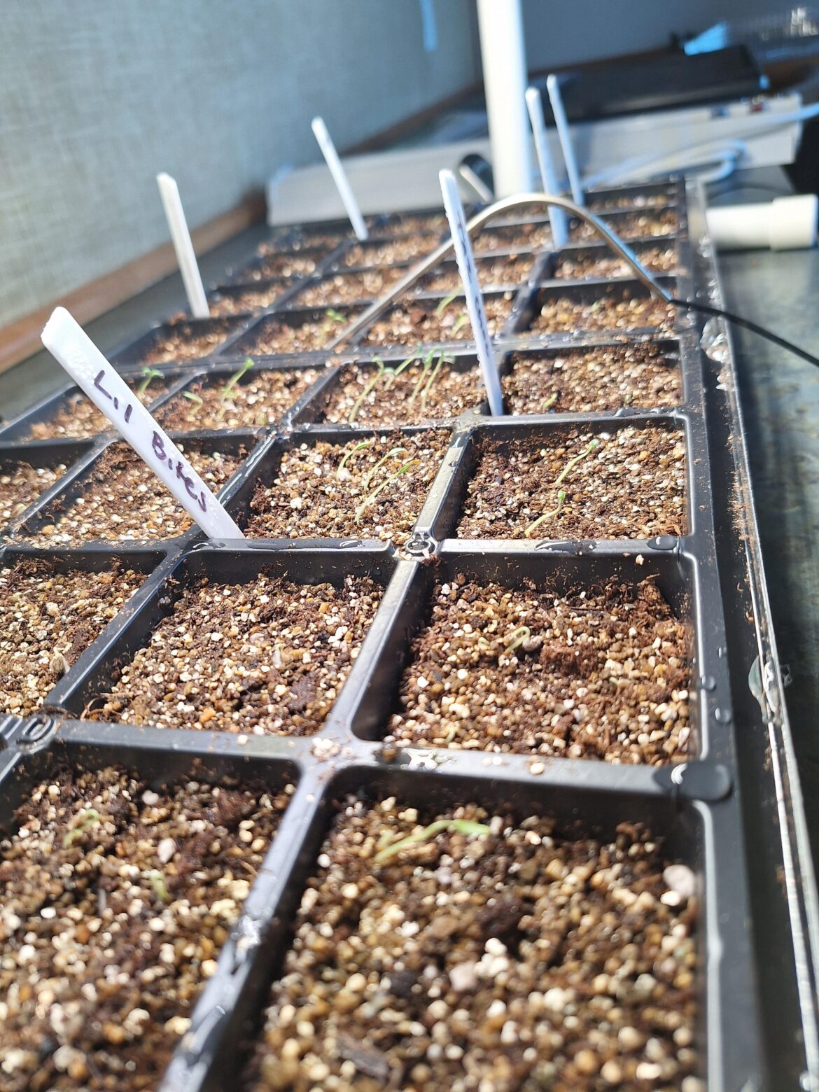 Seedlings and light needs Seedlings and light needs