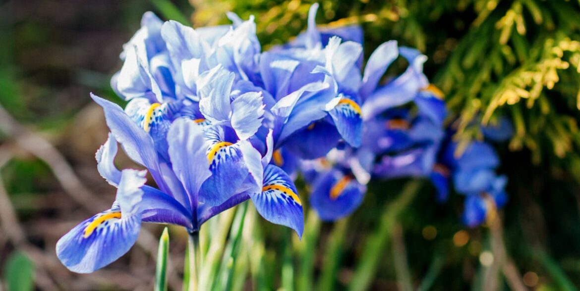 Don’t Miss These March Gardening Jobs — Including Last-Chance Roses