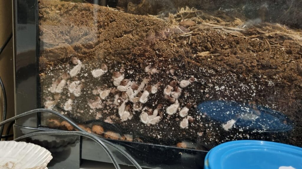 Is this too much mushroom?