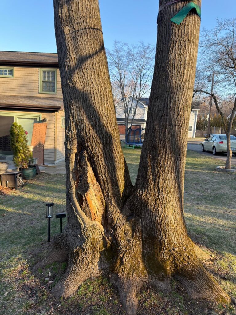 Need advice on if this tree needs to go or if it’s safe to leave as is.