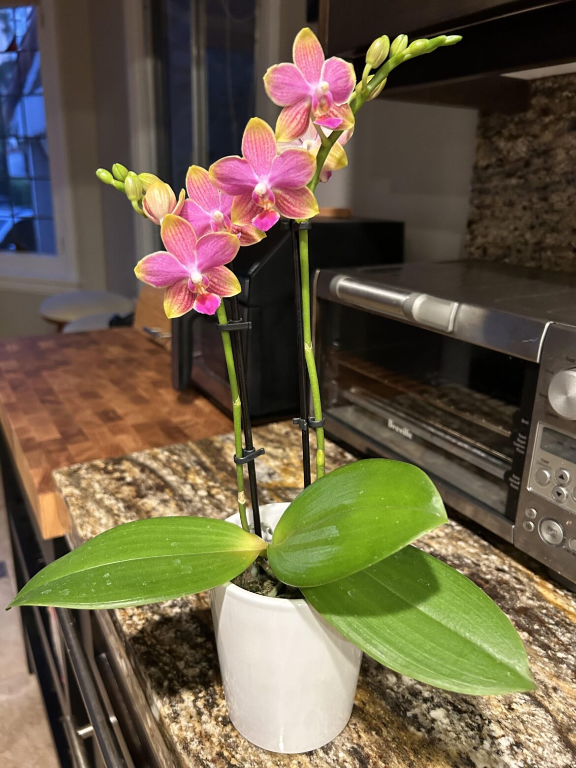 What beauty did I find?