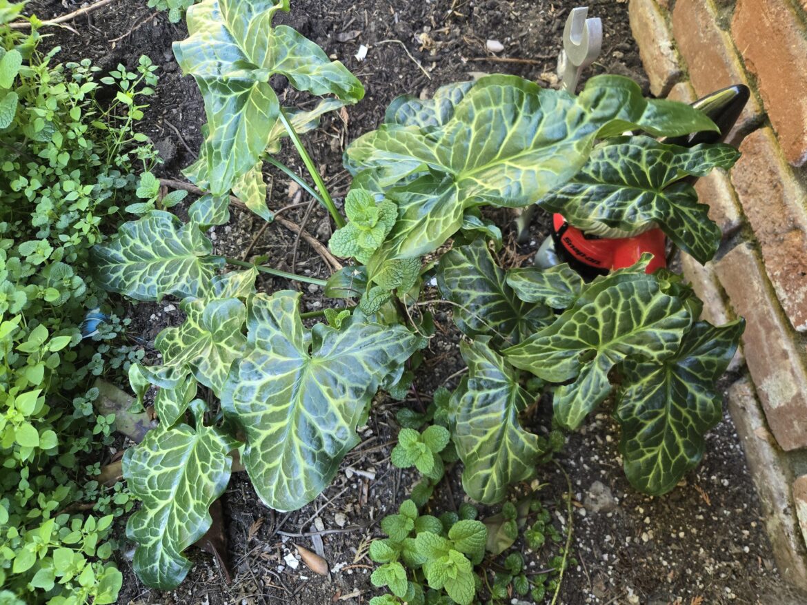 Italian Arum eradication Italian Arum eradication