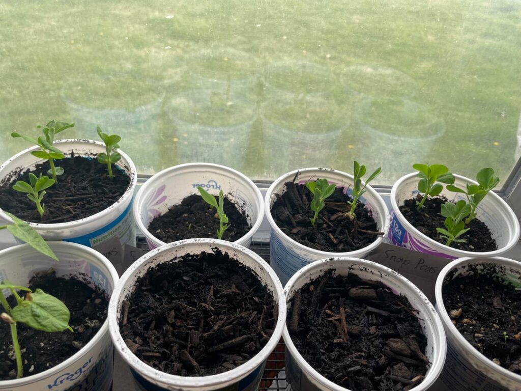 Compost test Compost test