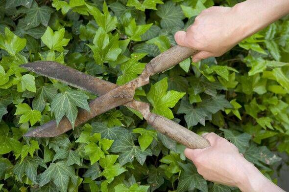 Germany, Baden-Württemberg, Stuttgart, Person trimming ivy with hedge clippers Germany, Baden-Württemberg, Stuttgart, Person trimming ivy with hedge clippers