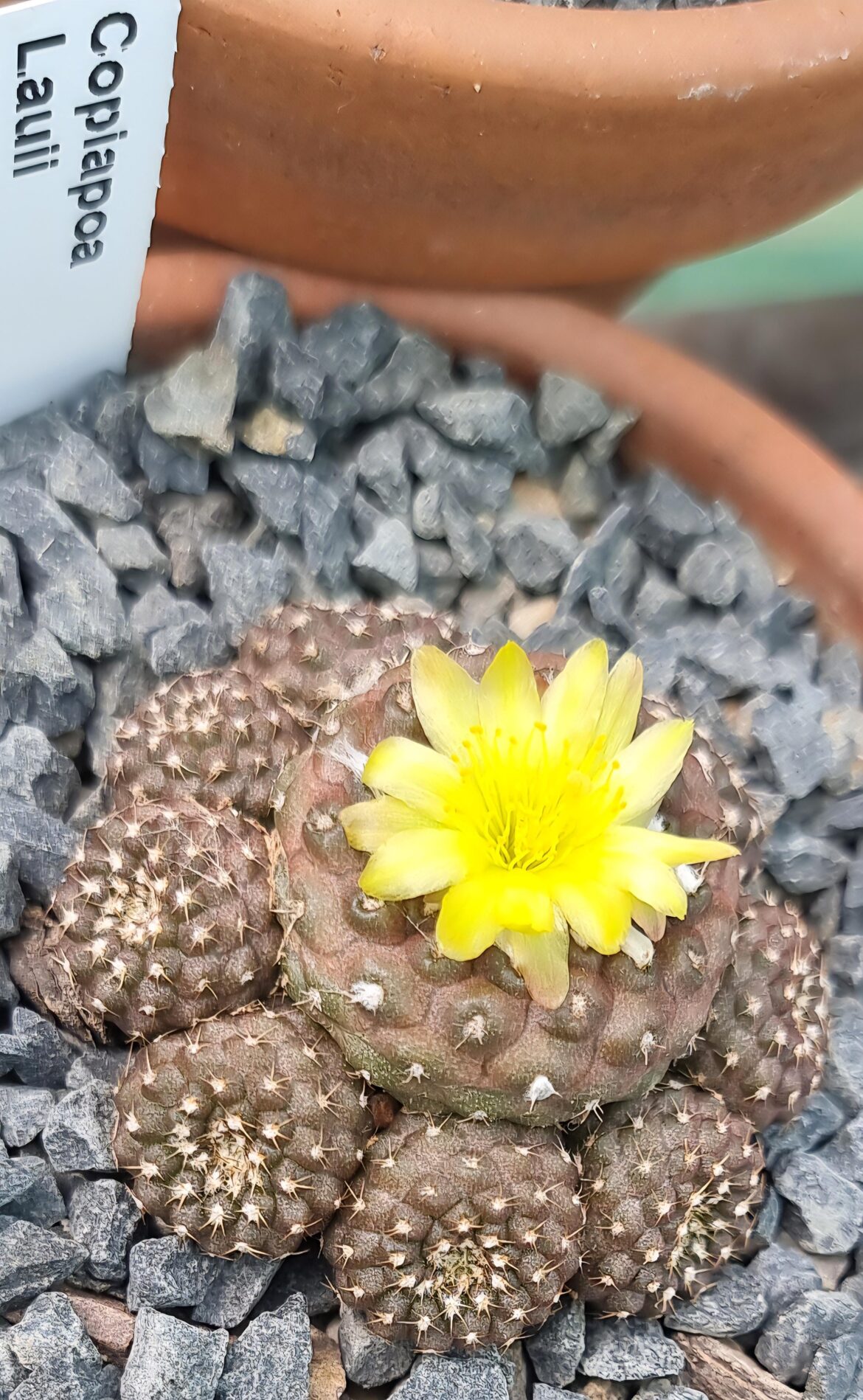 Copiapoa Lauii opening up a beauty
