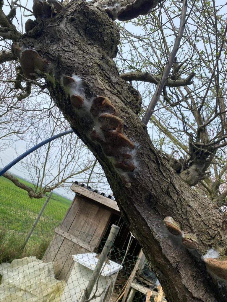 this tree has been struggling for years,tho still makes fruits (less and less as years pass) whats left to do?? (Golden Drop plum) this tree has been struggling for years,tho still makes fruits (less and less as years pass) whats left to do?? (Golden Drop plum)