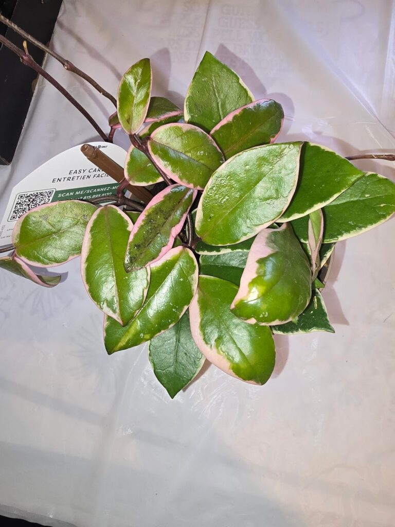 New Hoya type?