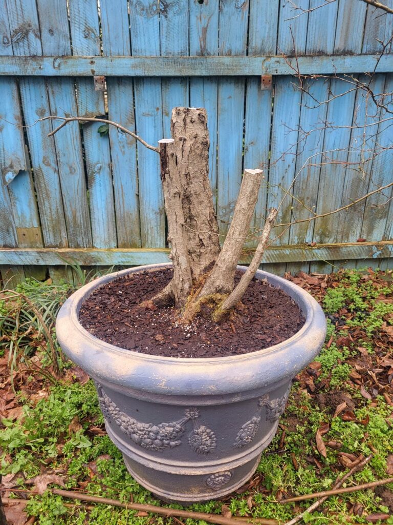 Yamadori today, fingers crossed Yamadori today, fingers crossed