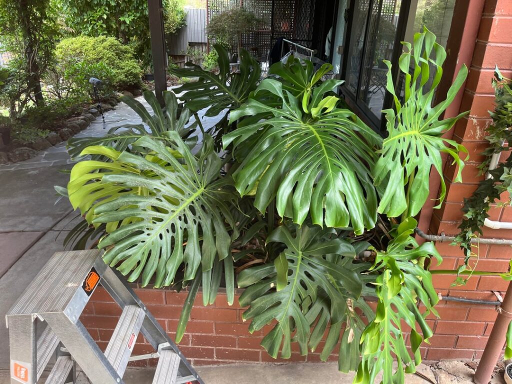 Aussie monstera in the wild at work