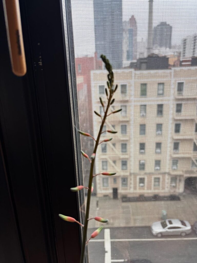 Flowering Gasteraloe