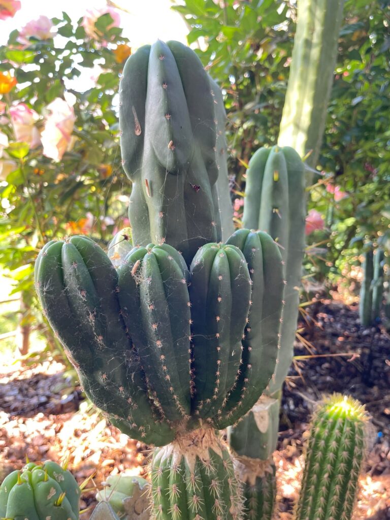 Olivia x Scop, CSD, and SS02 on Spachianus