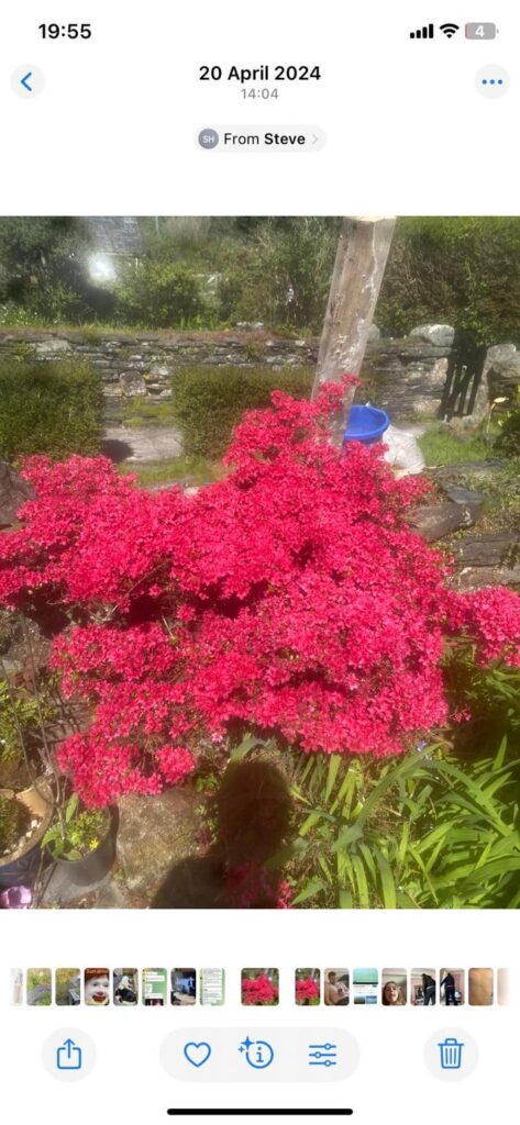 What type of azalea is this?