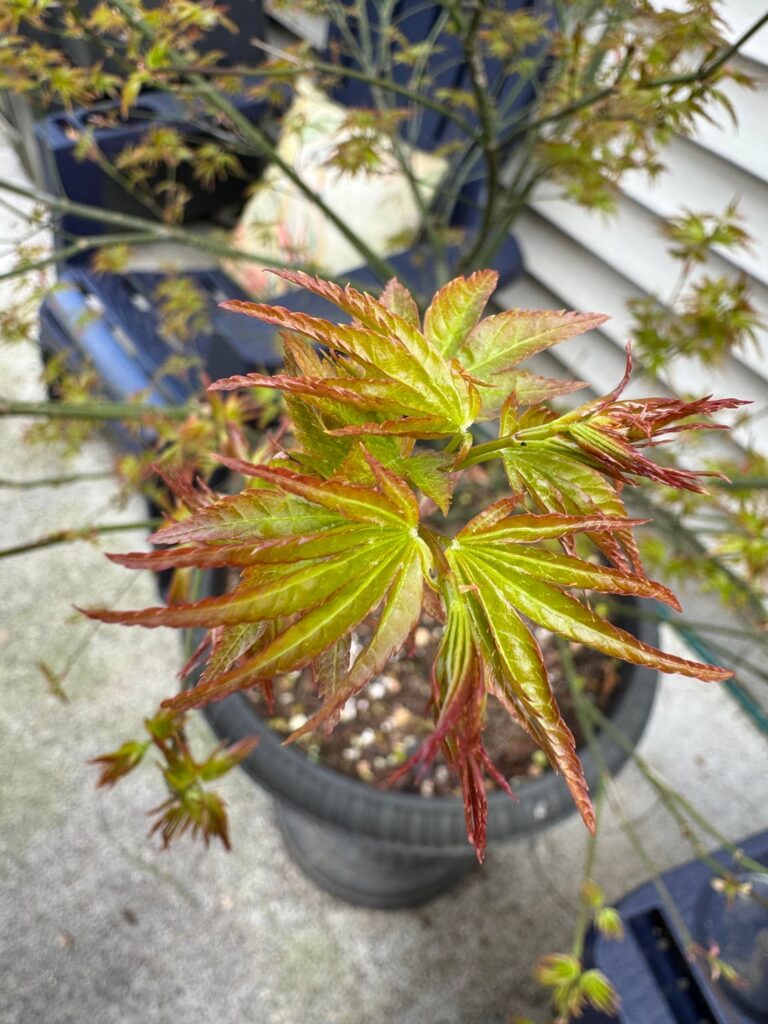 This is probably my favorite time of year. After the gray and cold winter. Seeing everything come back!