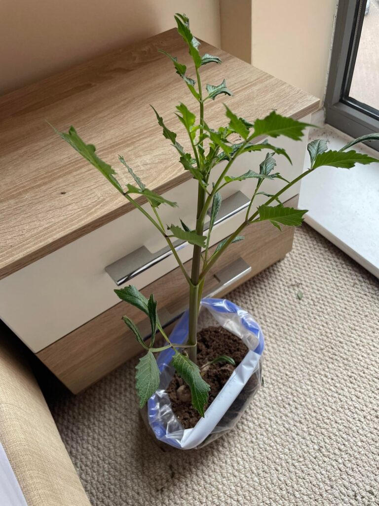 Are these dahlias alright? Are these dahlias alright?