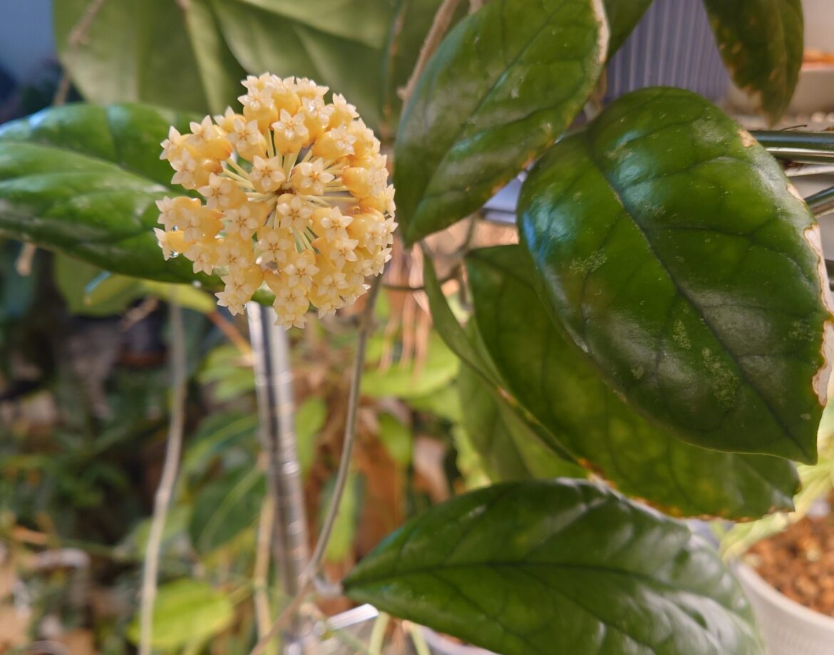 Flowers during a winter blizzard