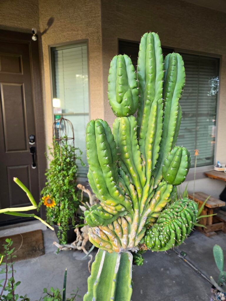 I finally got some cresting back on this grafted TPMC. I'm thinking about grafting to the reverts.