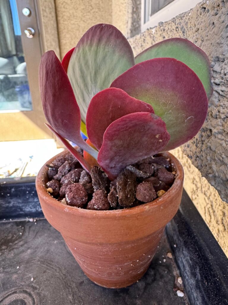 Help IDing my succulents!