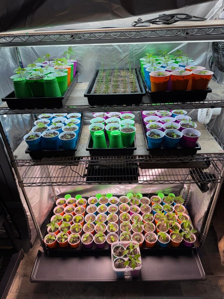 Peppers are on a roll! 8 weeks to go!!