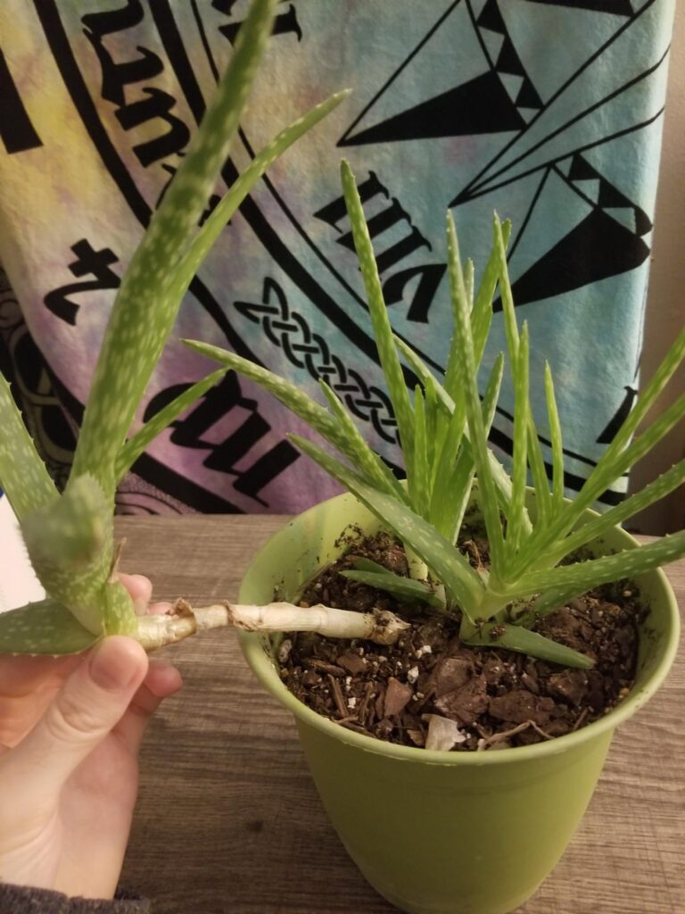 Plant broke help :((