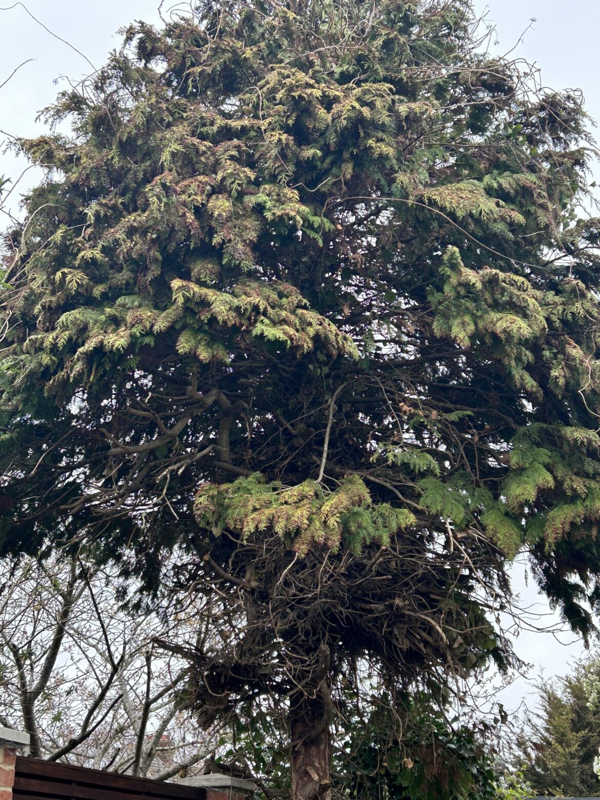 Lawson's cypress Help?
