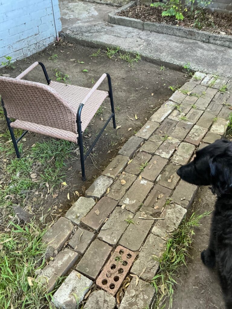 Advice for rental lawn