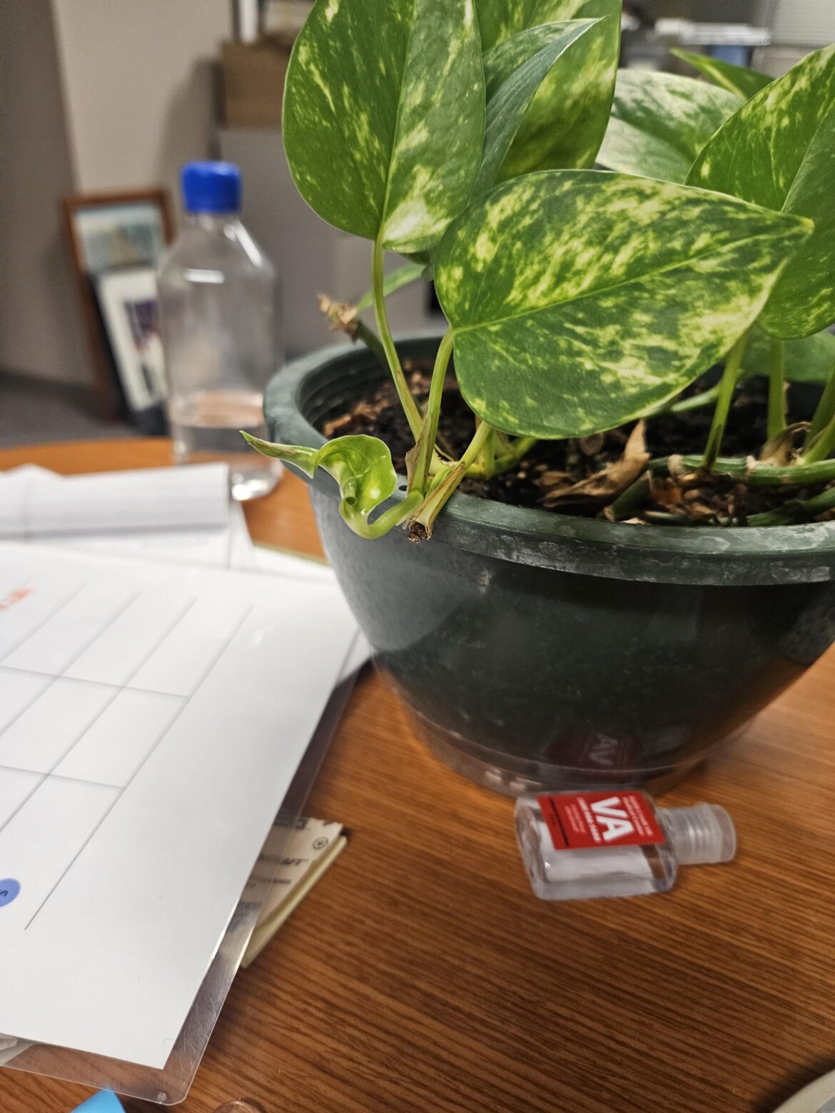 Funky curled leaf?