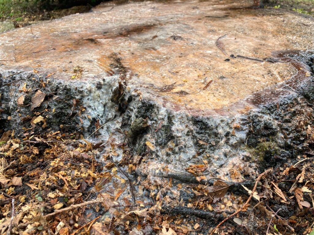 What’s this oozing out from this stump?