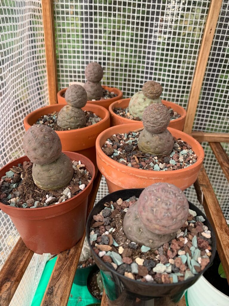 My small but growing tephro collection