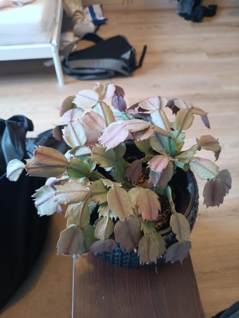 I think he's dying/died. what should I do?