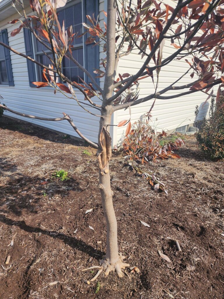 Sweetbay magnolia winter damage Sweetbay magnolia winter damage