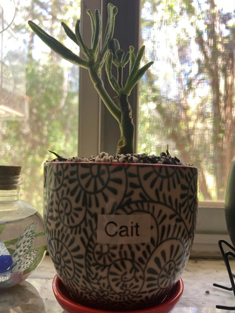 House Plant Id