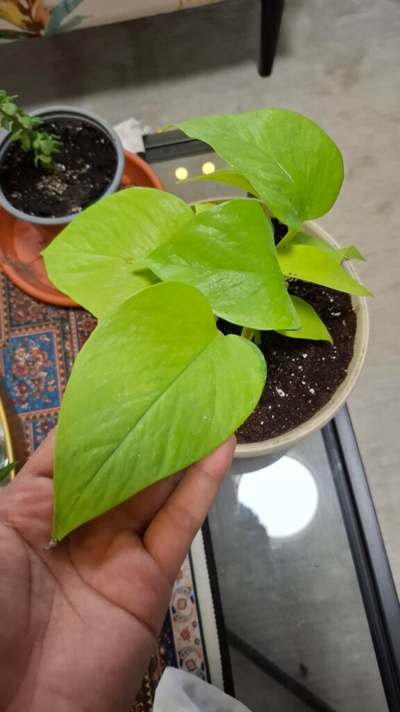 Got some more babies :) what variety are they?