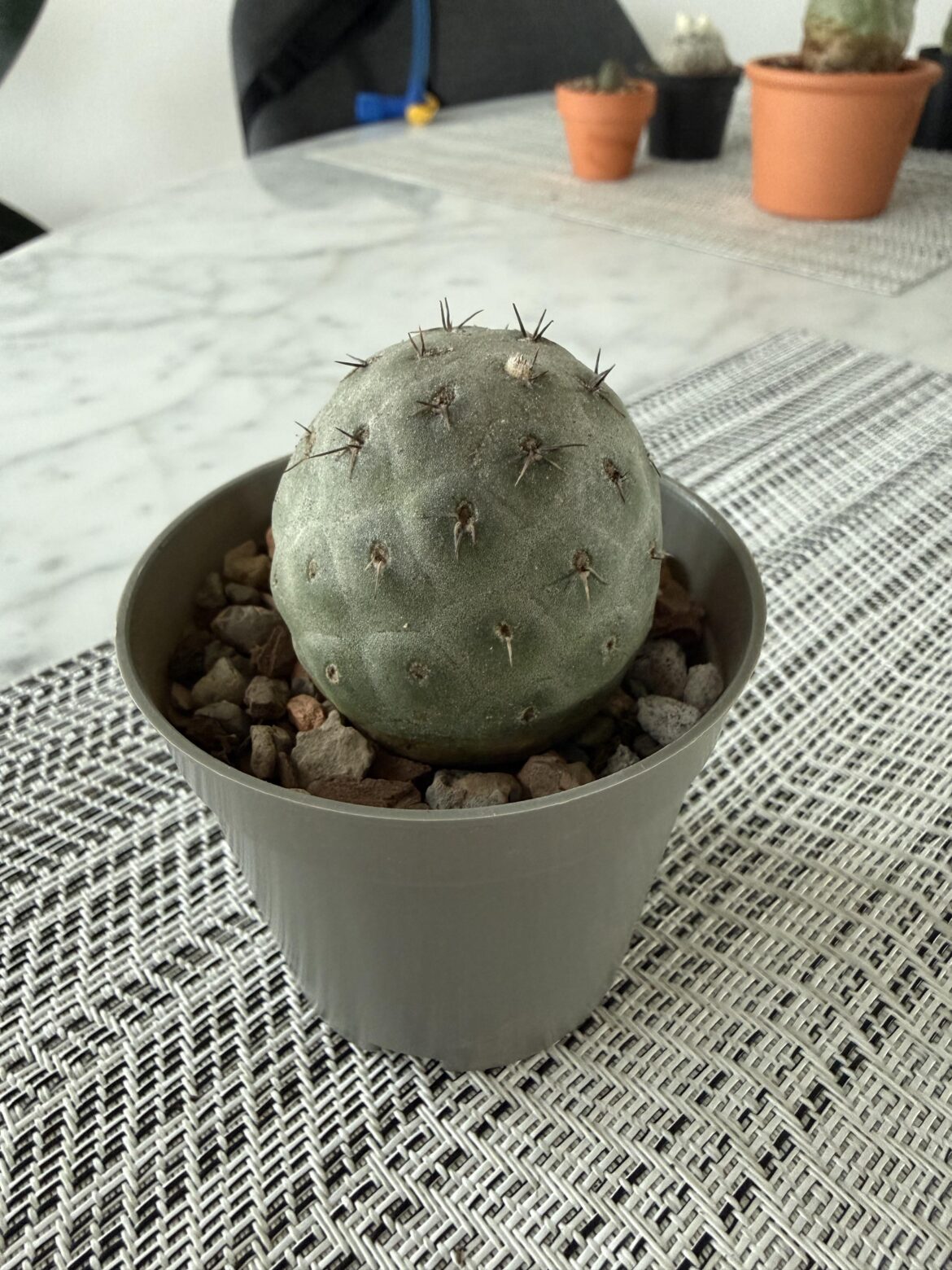 Tephrocactus Geometricus Growth?