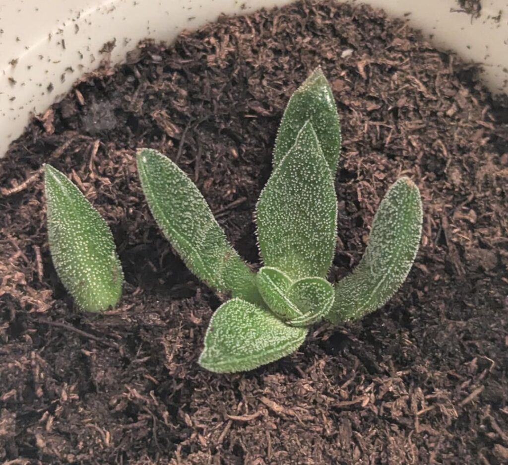 What succulent is this?