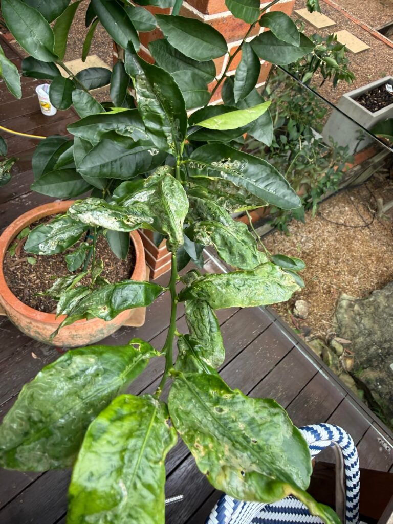 Unhappy lime tree Unhappy lime tree