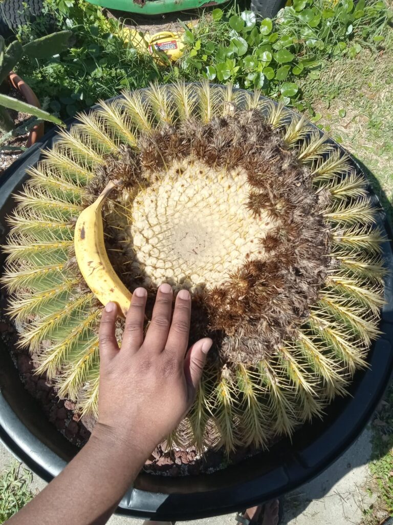 Cacti waking up for spring time 2026!!! My Echinocatus Grusonii (70+ years old) and my Opuntia (over 1 years old). Because spring time is here, you know what that means! Dormancy period is over and the cacti are ready to party! Can't wait for the blooms! Banana and my hand is for scale purposes only