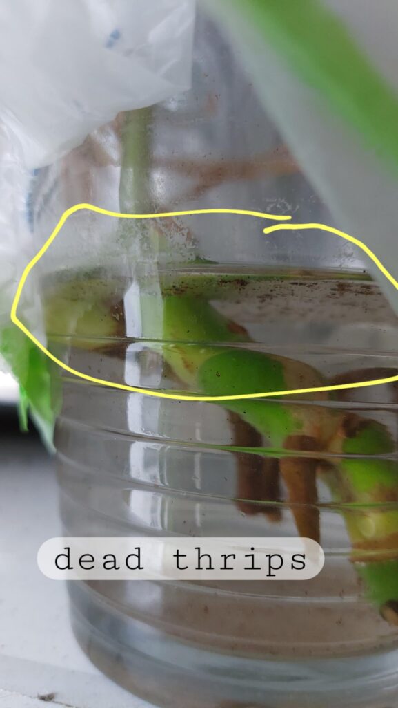 First time thrips. This worked for me