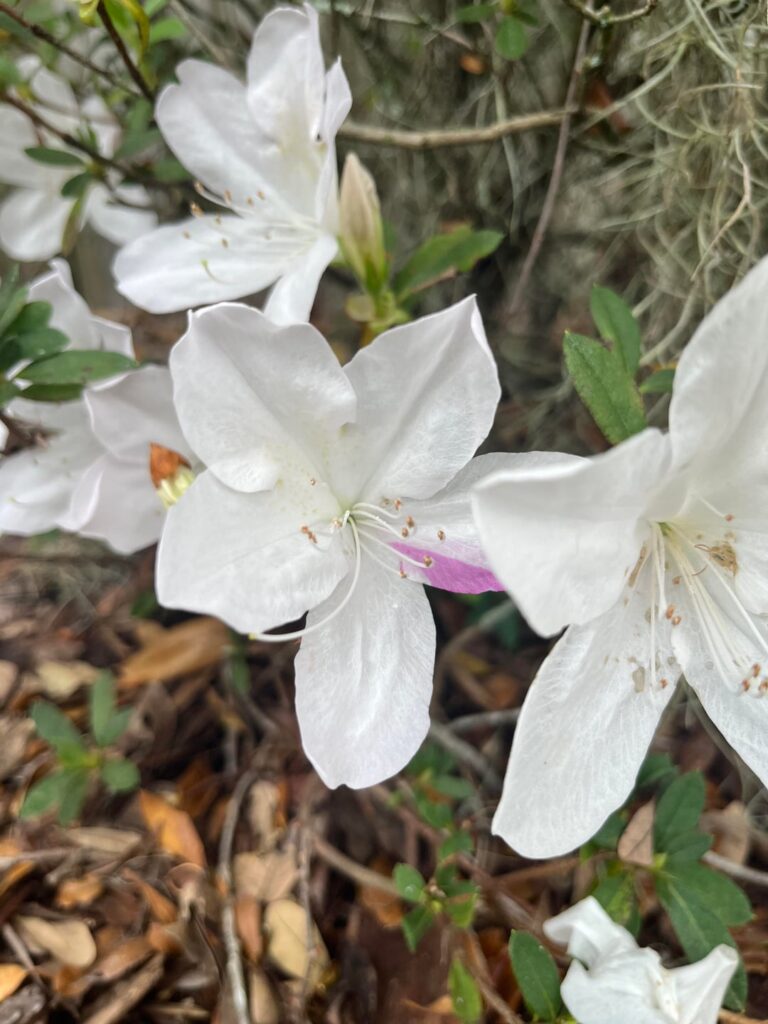 What Causes Flowers To Appear Like This?