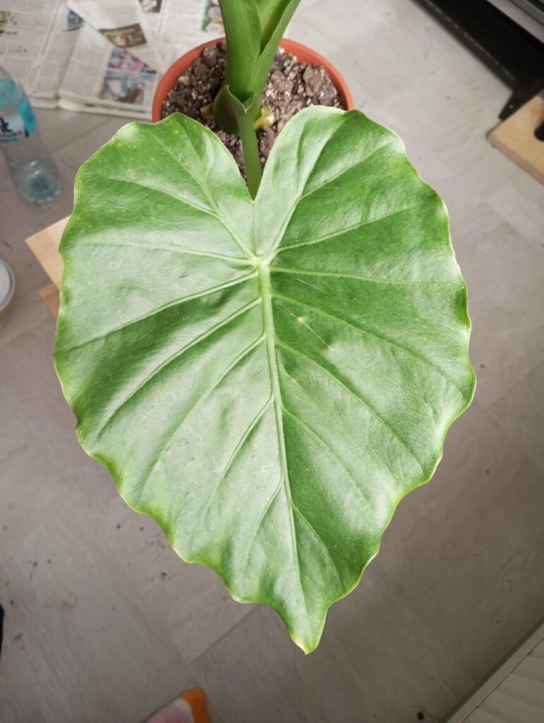 Gegena, macchoriza or something else?