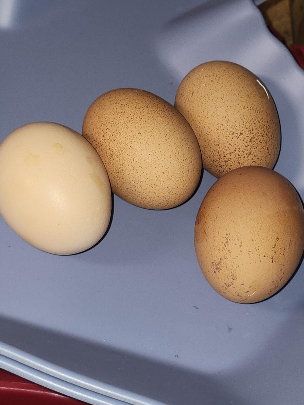Are these eggs ok?