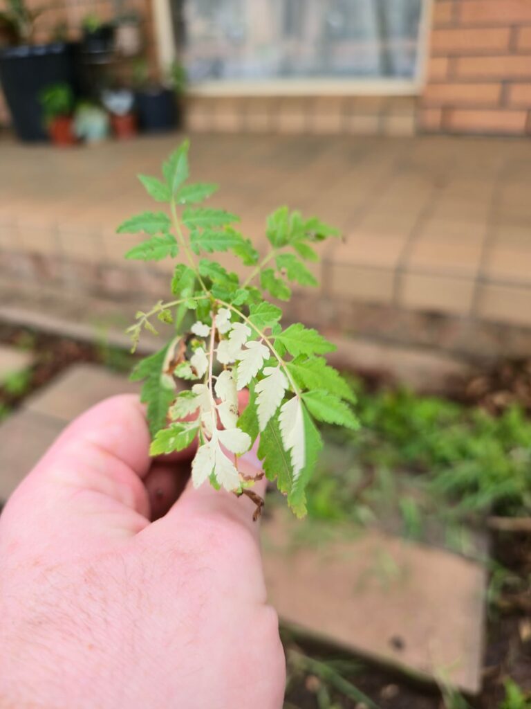 How do I keep this sapling alive?