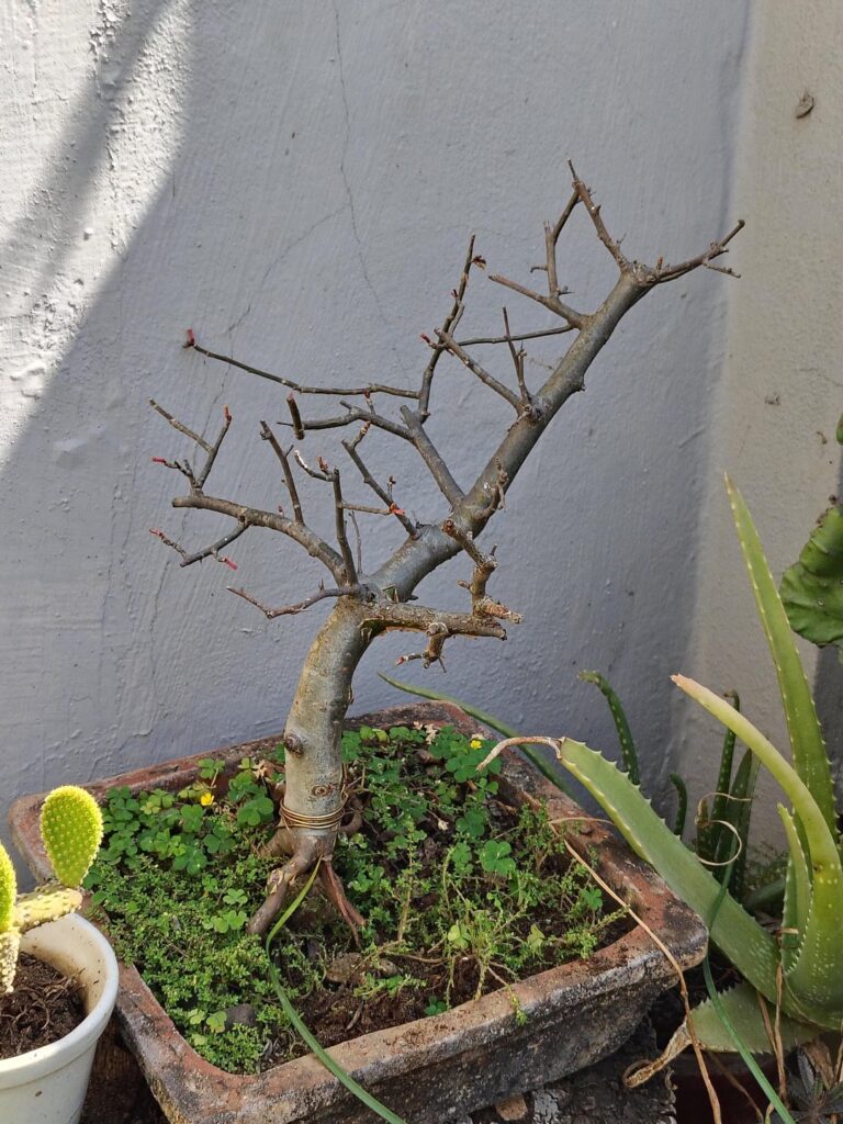 Please give suggestions, Commiphora sp.