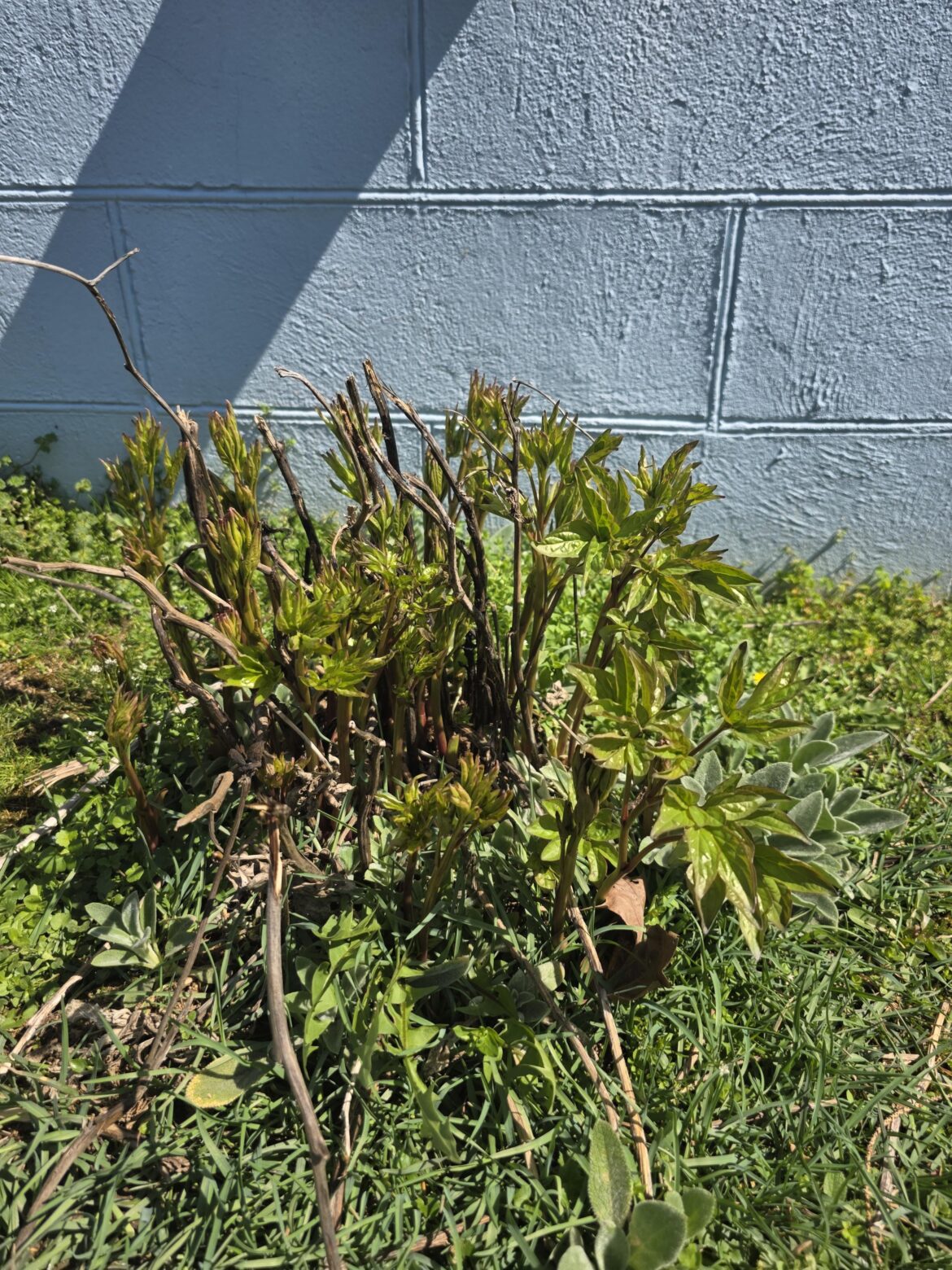 Unknown Perinneal