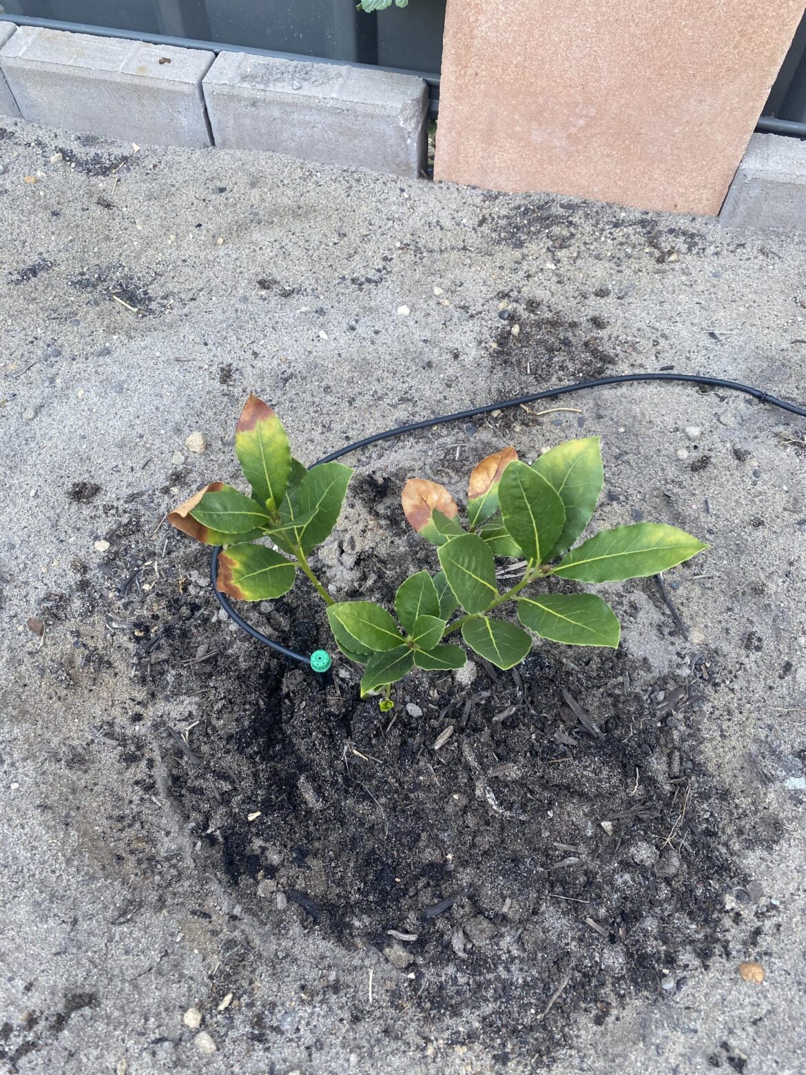 What is wrong with my bay leave