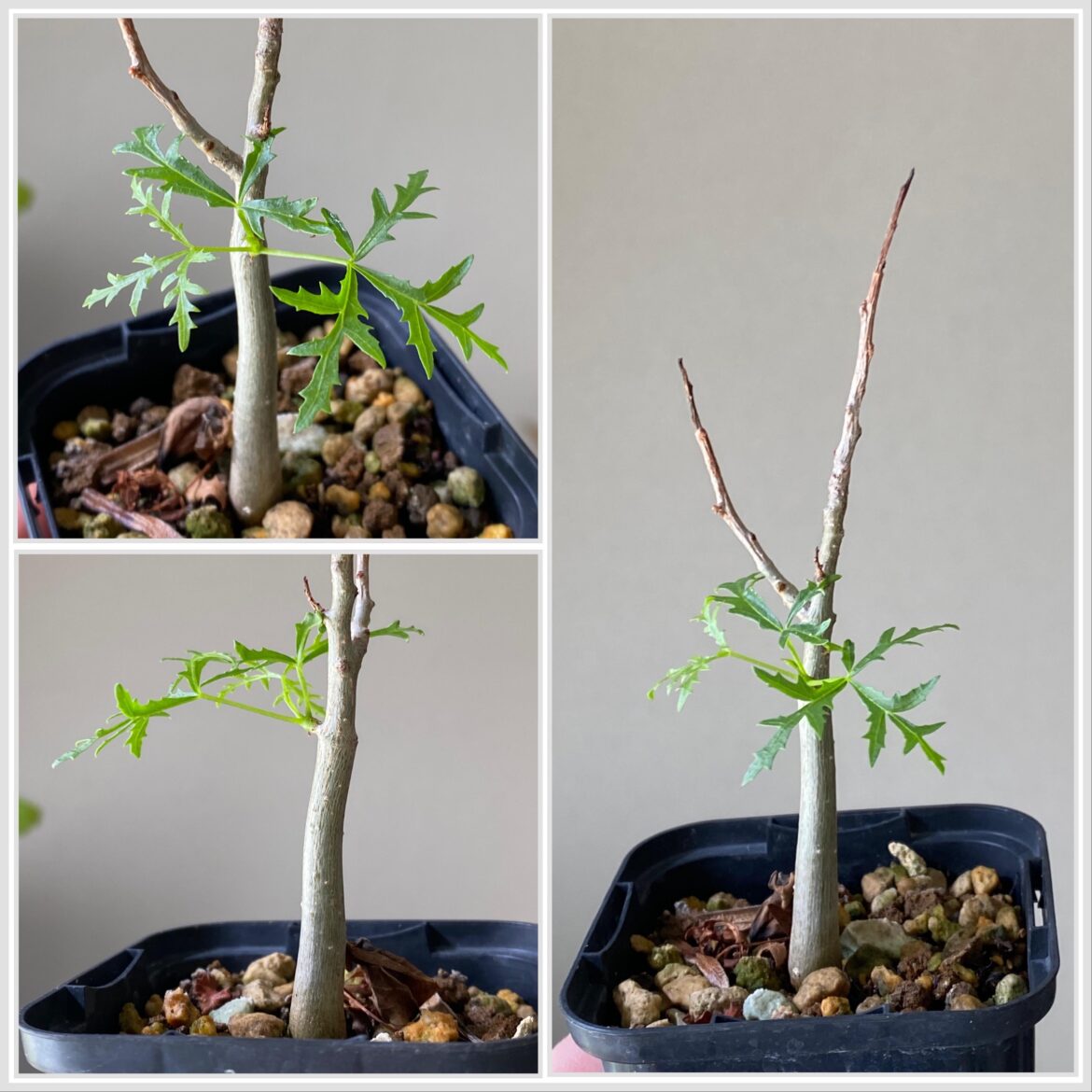 Commiphora gracilifrondosa awakens