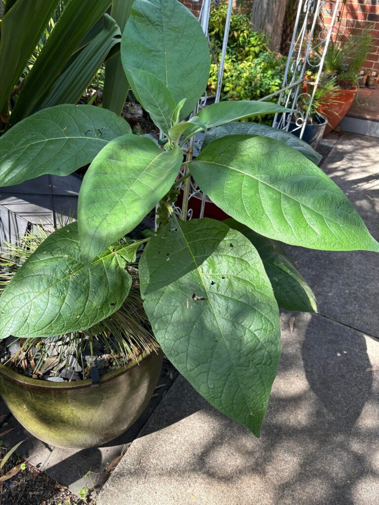 What on earth is this?