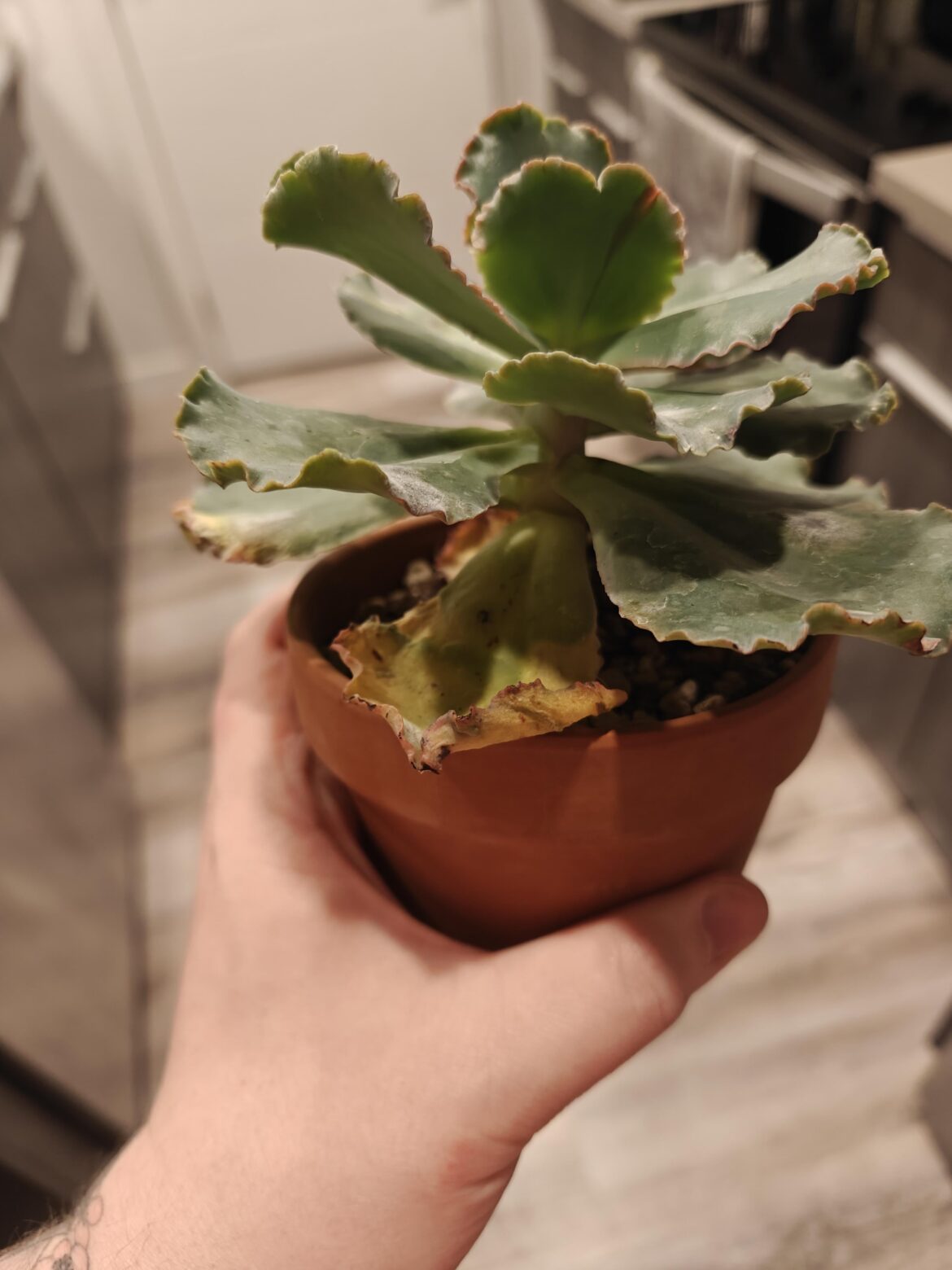 Echeveria Help