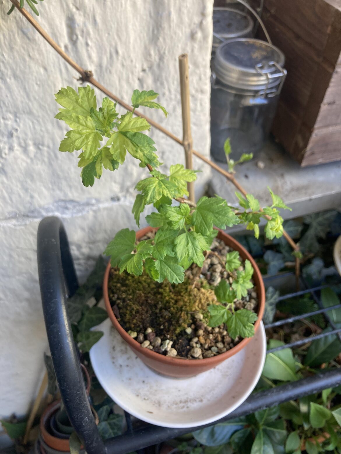 Ribes alpinum variegata?