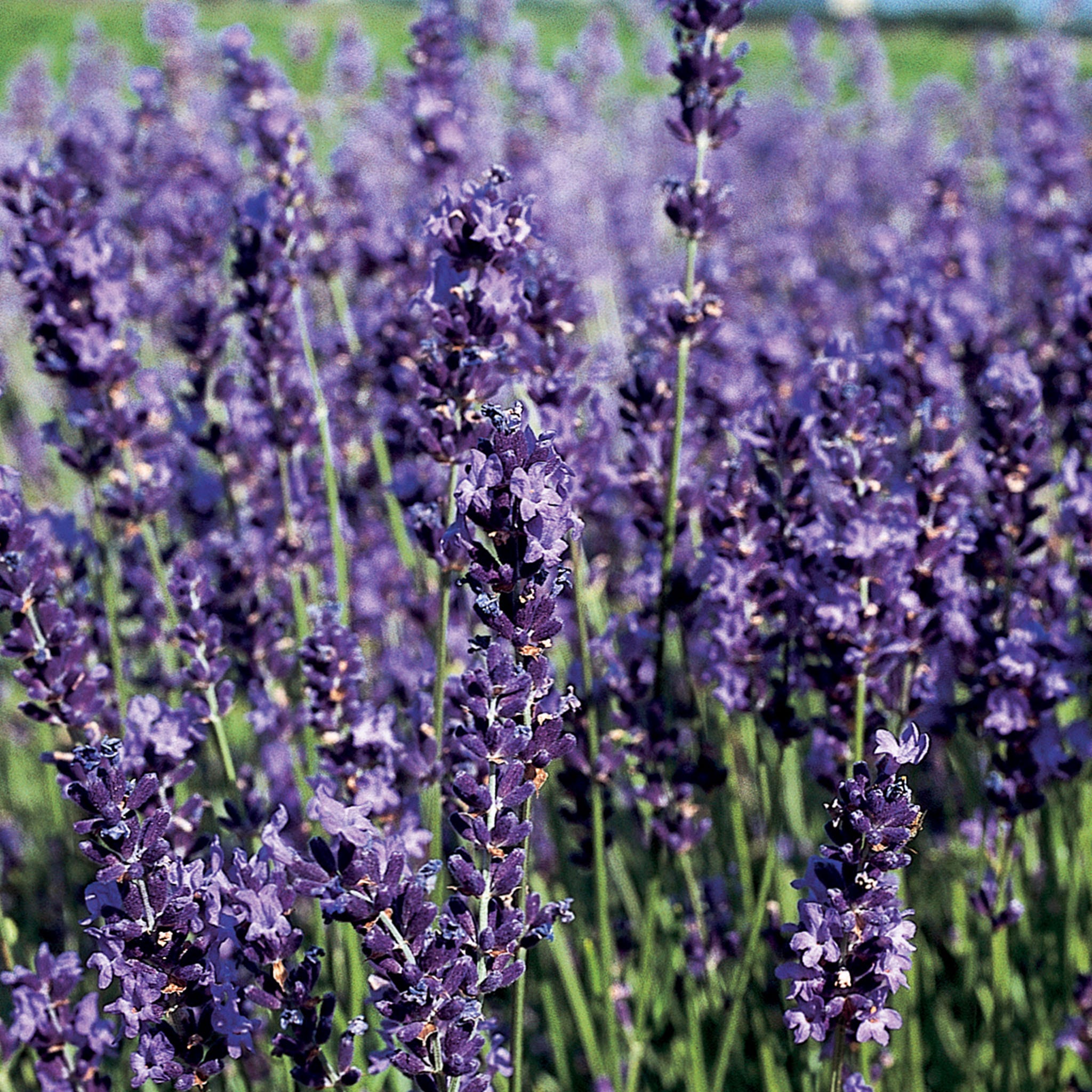 Provence Blue Lavender Seeds & Plant