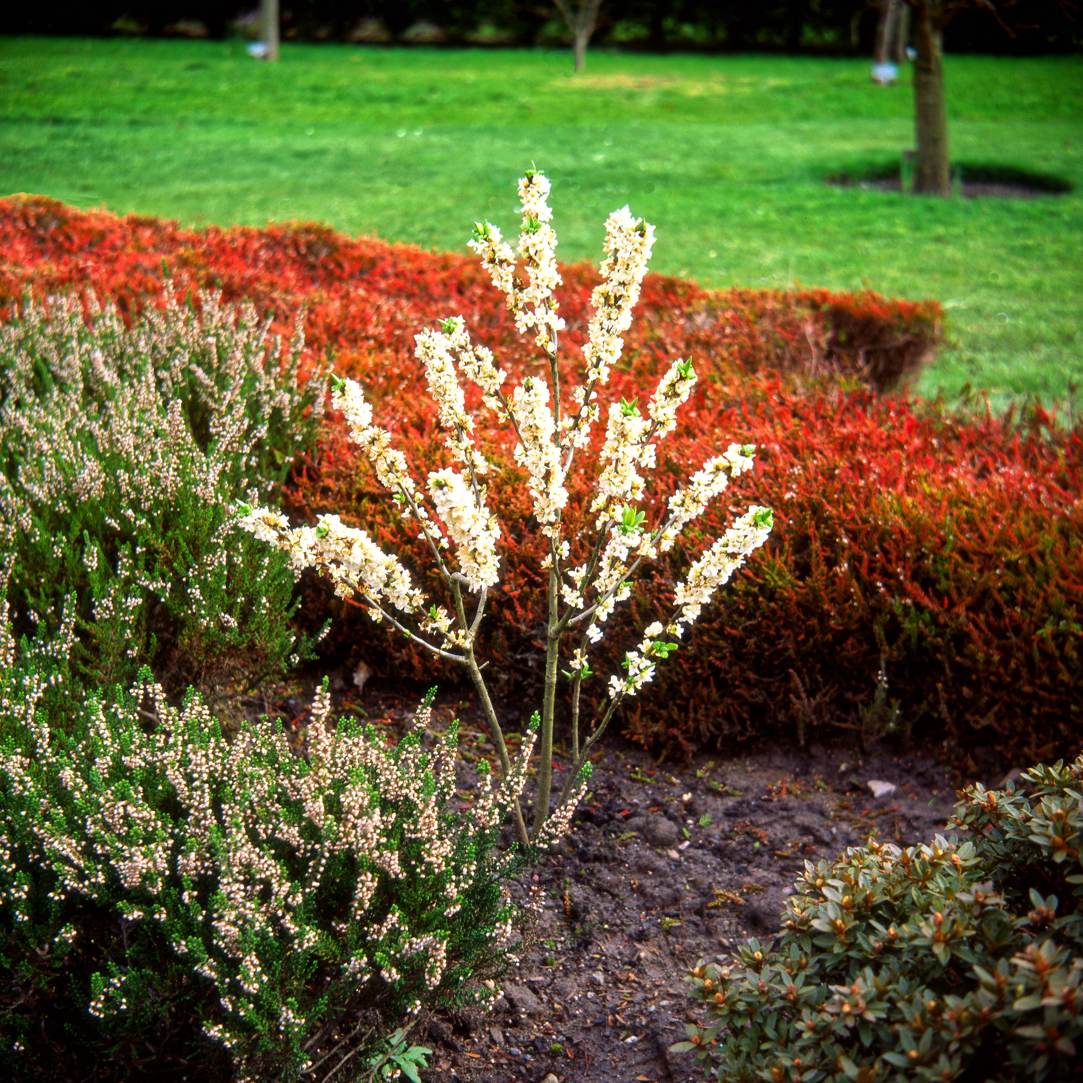 White flowered Daphne mezereum ALBA flowering in a garden.